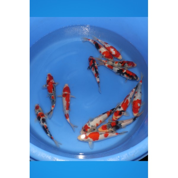Isa Tosai Showa 25cm ISA11 