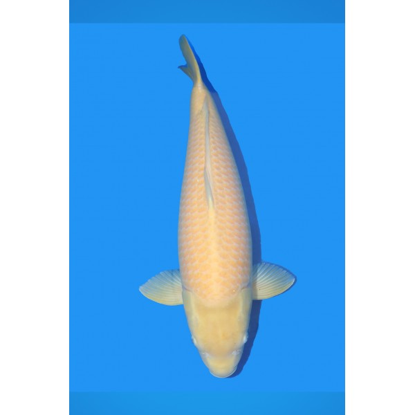 Maruhiro Gosai Karashigoi 80cm (3) MHO3 