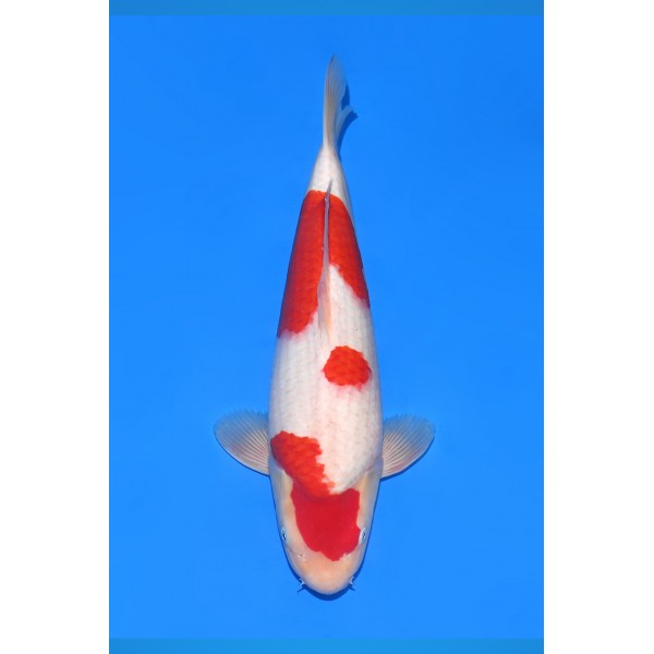SFF Kohaku (Miss Kyoto) 2-ODA-002 
