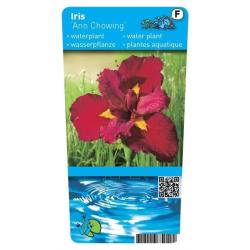 Iris Louisiana Ann Chowning (Rode Japanse iris) P9 Pot