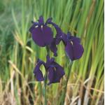 Iris kaempferi P9 10350 Moerings