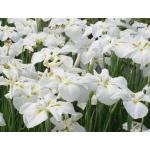 Iris kaempferi White P9 Pot 10355 Moerings