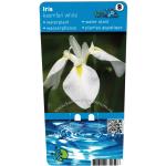 Iris kaempferi White P9 Pot 10355 Moerings
