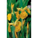 Iris pseudacorus P9 10360 Moerings