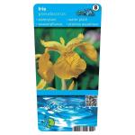 Iris pseudacorus P9 10360 Moerings