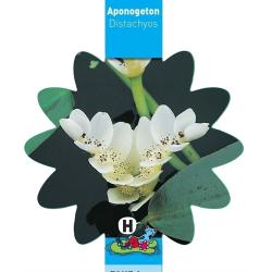 Aponogeton distachyos (Kaapse waterlelie) 11x11 Mand