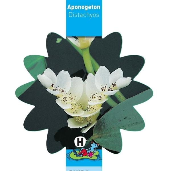 Aponogeton distachyos (Kaapse waterlelie) 11x11 Mand 10930 Moerings
