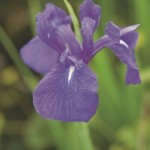 Iris Laevigata Blue P9 11160 Moerings