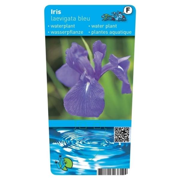 Iris Laevigata Blue P9 11160 Moerings