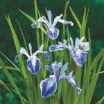 Iris laevigata  Mottled Beauty  (Blauwe Japanse iris) P9 Pot 11170 Moerings