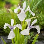 Iris laevigata  Snowdrift  (Witte Japanse iris) P9 Pot 11190 Moerings