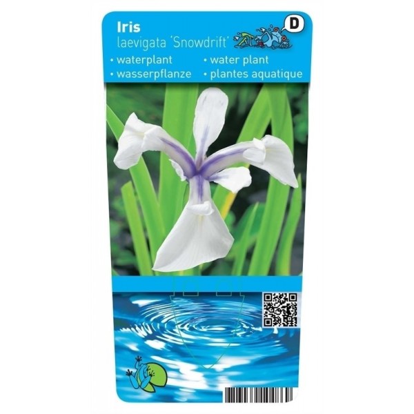 Iris laevigata  Snowdrift  (Witte Japanse iris) P9 Pot 11190 Moerings