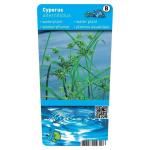 Cyperus alternifolius P9 10170 Moerings