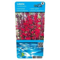 Lobelia cardinalis (Rode Lobelia) P9 Pot