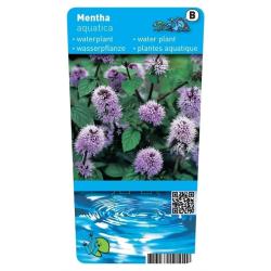 Mentha aquatica (Watermunt) P9 Pot