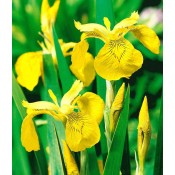 Vijverplanten